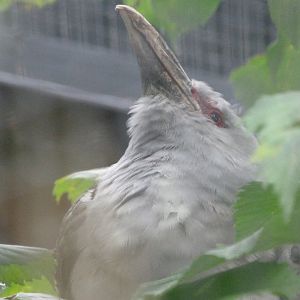Channel-billed cuckoo -Zoologischer Garten Berlin (2024)