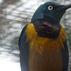Golden-breasted starling -Zoologischer Garten Berlin (2024)