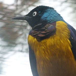 Golden-breasted starling -Zoologischer Garten Berlin (2024)