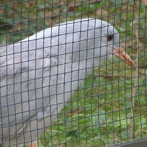 Kagu -Zoologischer Garten Berlin (2024)