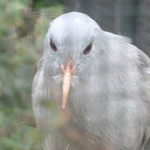 Kagu -Zoologischer Garten Berlin (2024)