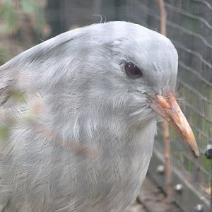 Kagu -Zoologischer Garten Berlin (2024)