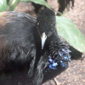 Grey-winged trumpeter -Zoologischer Garten Berlin (2024)