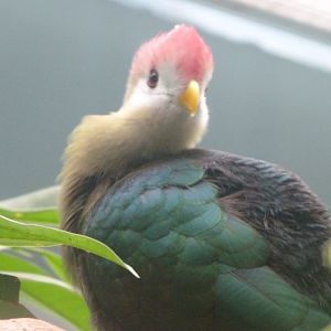 Red-crested turaco -Zoologischer Garten Berlin (2024)
