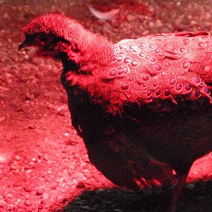 Germain's peacock-pheasant -Zoologischer Garten Berlin (2024)