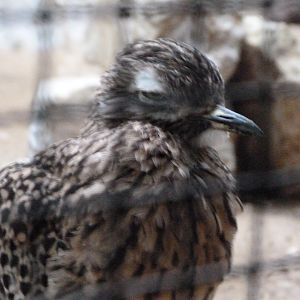 Spotted dikkop -Zoologischer Garten Berlin (2024)