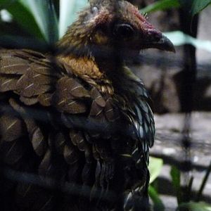 Grey junglefowl -Zoologischer Garten Berlin (2024)