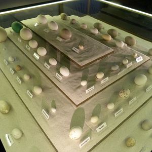 Egg display -Zoologischer Garten Berlin (2024)