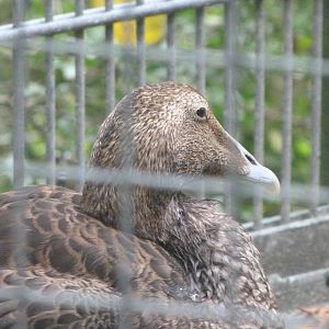 European eider -Zoologischer Garten Berlin (2024)