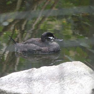 Ruddy duck -Zoologischer Garten Berlin (2024)