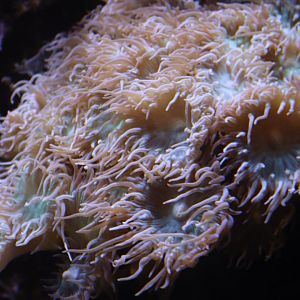 Whisker coral (Duncanopsammia axifuga)