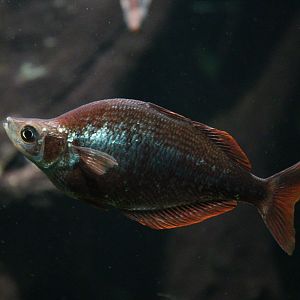 Red Rainbowfish