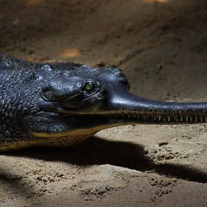 Indian Gharial