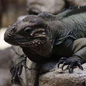 Hispaniolan Rhinoceros Iguana