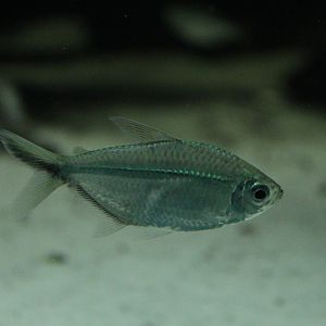Blackline Tetra