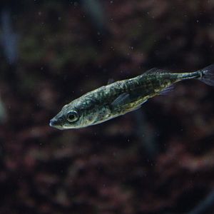Three-spined Stickleback
