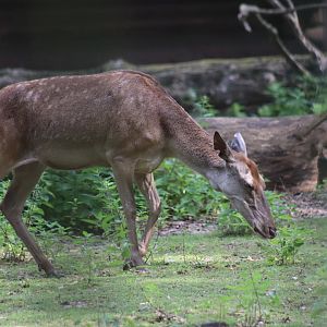 Barbary Red Deer, doe