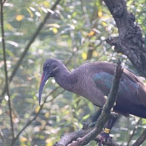 Hadada Ibis