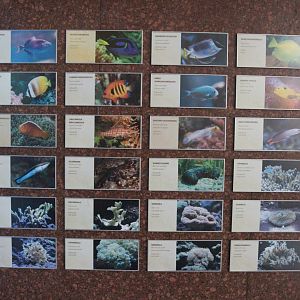 Large Reef Tank in Patagonia Restaurant Signage