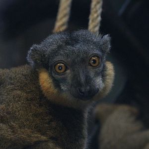 Collared Lemur