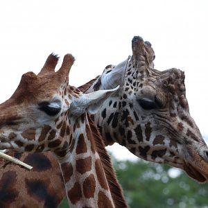 Rothschild's Giraffes