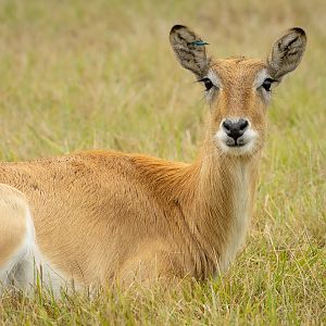 Lechwe (Kafue Flats lechwe) : Watatunga : 22 Sep 2024