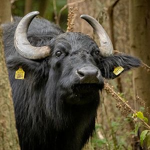 Domestic water buffalo : Watatunga : 22 Sep 2024