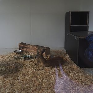 Young wild male Western roe deer (Capreolus capreolus) under care in Geraldine's Heaven wildlife rescue, 2024-09-17