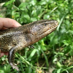 Kei Island Blue-Tongued Skink (Tiliqua gigas keiensis)