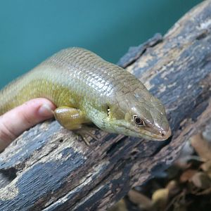 Major Skink (Bellatorias frerei)