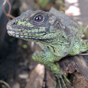 Ambon Sailfin Lizard (Hydrosaurus amboinensis)