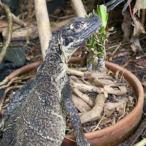 Indonesian Giant Sailfin Lizard (Hydrosaurus microlophus)