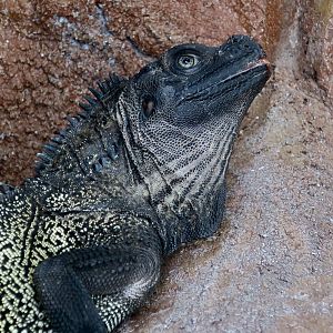 Sulawesi Black Sailfin Lizard (Hydrosaurus celebensis) - male