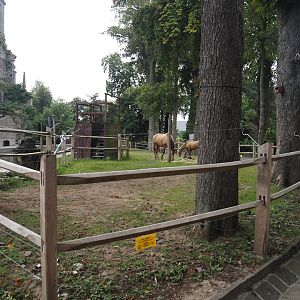 Andalusian horse paddock around the former raptor show arena, 2024-09-17