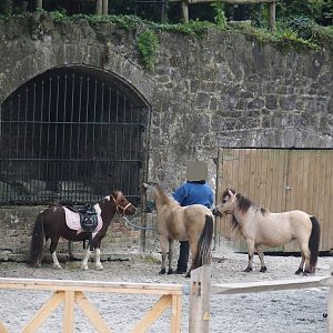 Miniature horse training, 2024-09-17
