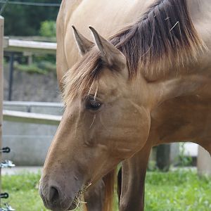 Andalusian/Pura Raza Española horse (Equus ferus caballus), 2024-09-17