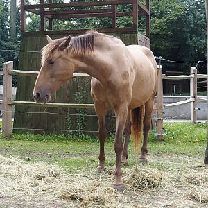 Andalusian/Pura Raza Española horse (Equus ferus caballus), 2024-09-17
