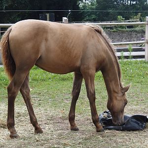 Andalusian/Pura Raza Española horse (Equus ferus caballus), 2024-09-17