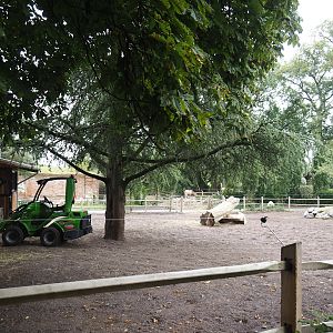 Andalusian horse paddock in former rose garden area, 2024-09-17