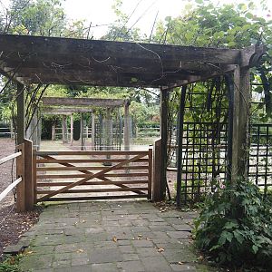 Andalusian horse paddock in former rose garden area, 2024-09-17