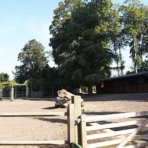 Andalusian horse paddock in former rose garden area, 2024-09-17