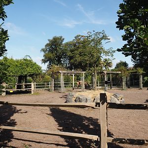 Andalusian horse paddock in former rose garden area, 2024-09-17