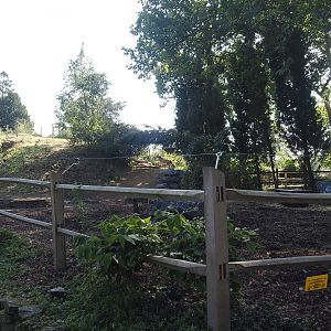 Miniature horse paddock near old abbey tower, 2024-09-17