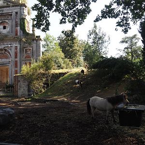 Miniature horse paddock near old abbey tower, 2024-09-17