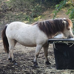 Miniature horse (Equus ferus caballus), 2024-09-17