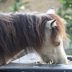Miniature horse (Equus ferus caballus), 2024-09-17