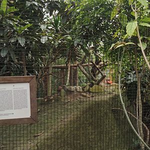 Oasis - Greater roadrunner aviary, 2024-09-17