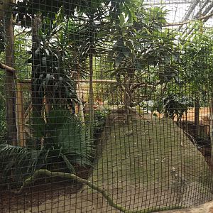 Oasis - Greater roadrunner aviary, 2024-09-17