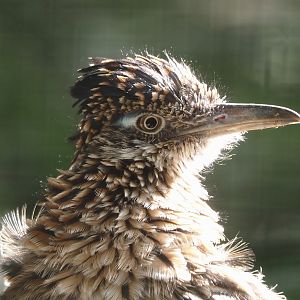 Greater roadrunner (Geococcyx californianus), 2024-09-17