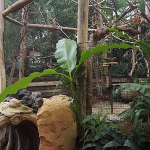 Vinaceous-breasted amazon aviary, 2024-09-17